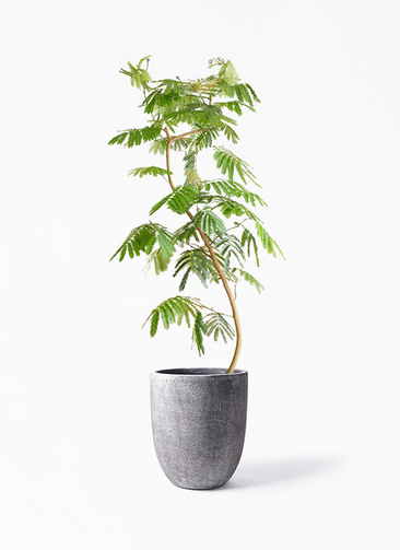 観葉植物 エバーフレッシュ 10号 曲り フォリオアルトエッグ