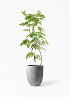 観葉植物 エバーフレッシュ 10号 曲り フォリオアルトエッグ ブラック