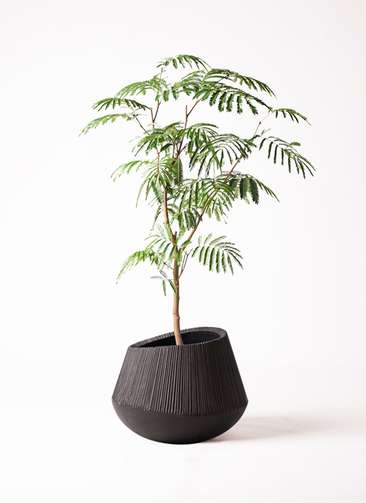 え*ん様 エバーフレッシュ　観葉植物　8号　約125センチ 2 エバーフレッシュ 8号 | 観葉植物 | インテリアやギフトに