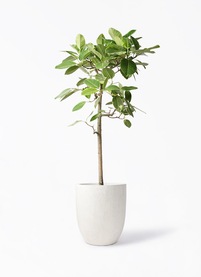 観葉植物 フィカス アルテシーマ 10号 ストレート フォリオアルト