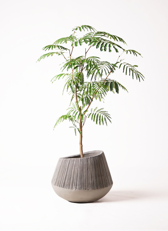 観葉植物 エバーフレッシュ 8号 ボサ造り エディラウンド グレイ 付き