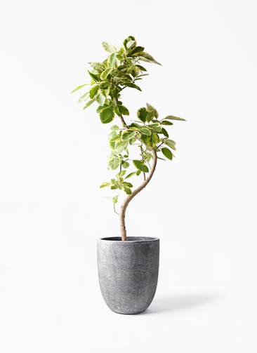 ficus-altissima-594_1.jpg?