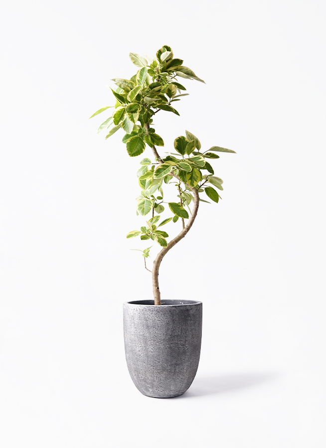 観葉植物 フィカス アルテシーマ 10号 曲り フォリオアルト