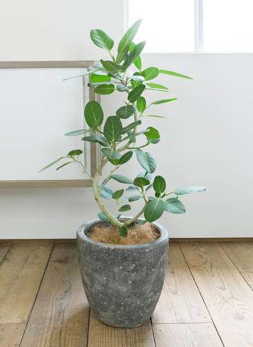 【観葉植物】フィカス・ベンガレンシス（8号） 観葉植物 フィカス ベンガレンシス 8号 曲り ホルスト