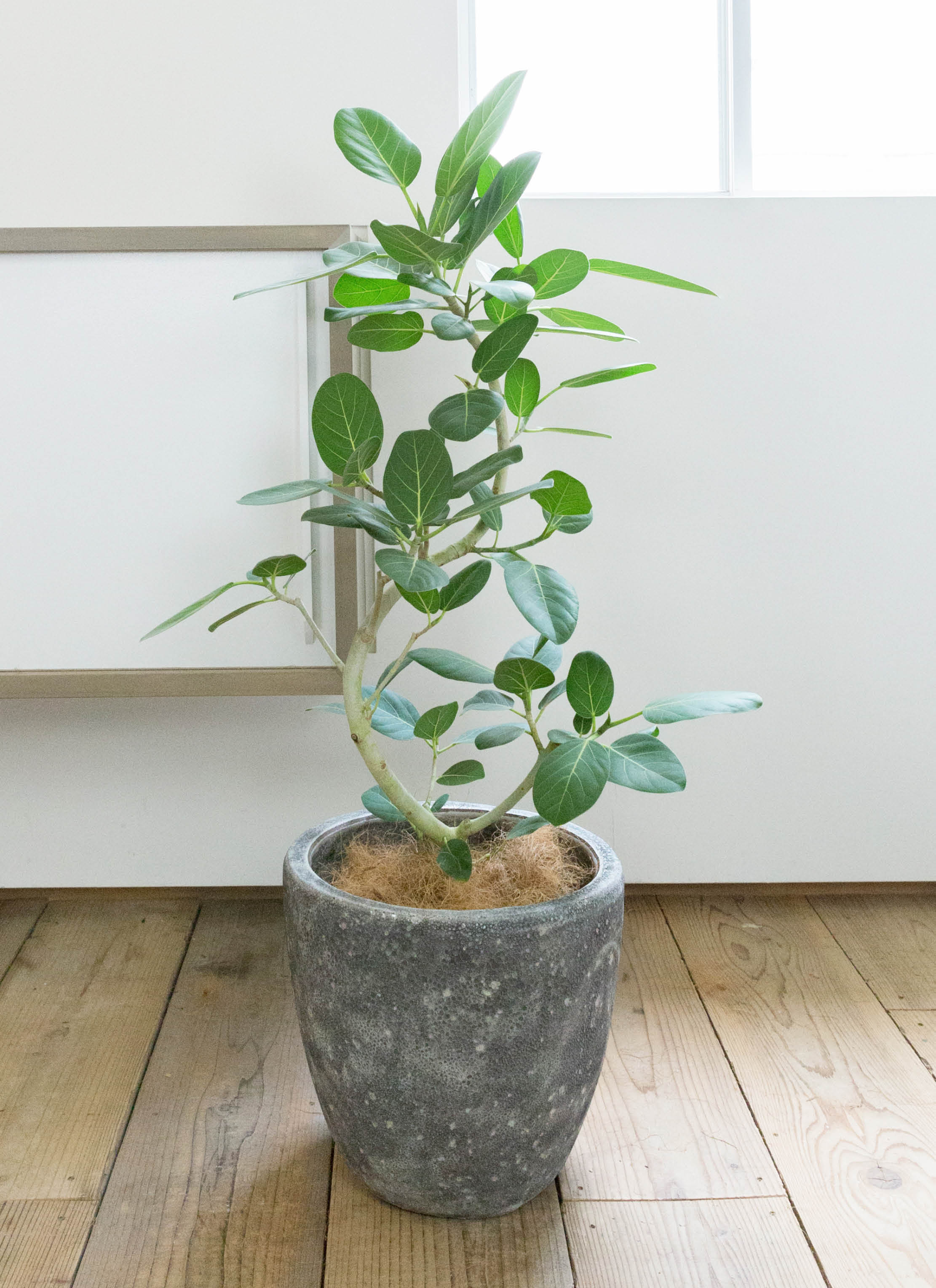 観葉植物 フィカス ベンガレンシス 8号 曲り アビスソニア