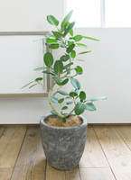 フィカス ベンガレンシス 8号 | 観葉植物通販 Hitohana（ひとはな）