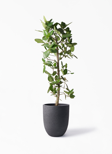 ficus-benghalensis-483_1.jpg?