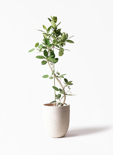 観葉植物 フィカス ベンガレンシス 10号 曲り ビアスアルトエッグ 白