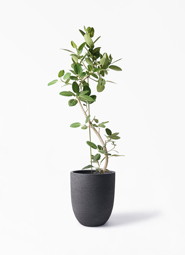 観葉植物 フィカス ベンガレンシス 10号 曲り ビアスアルトエッグ