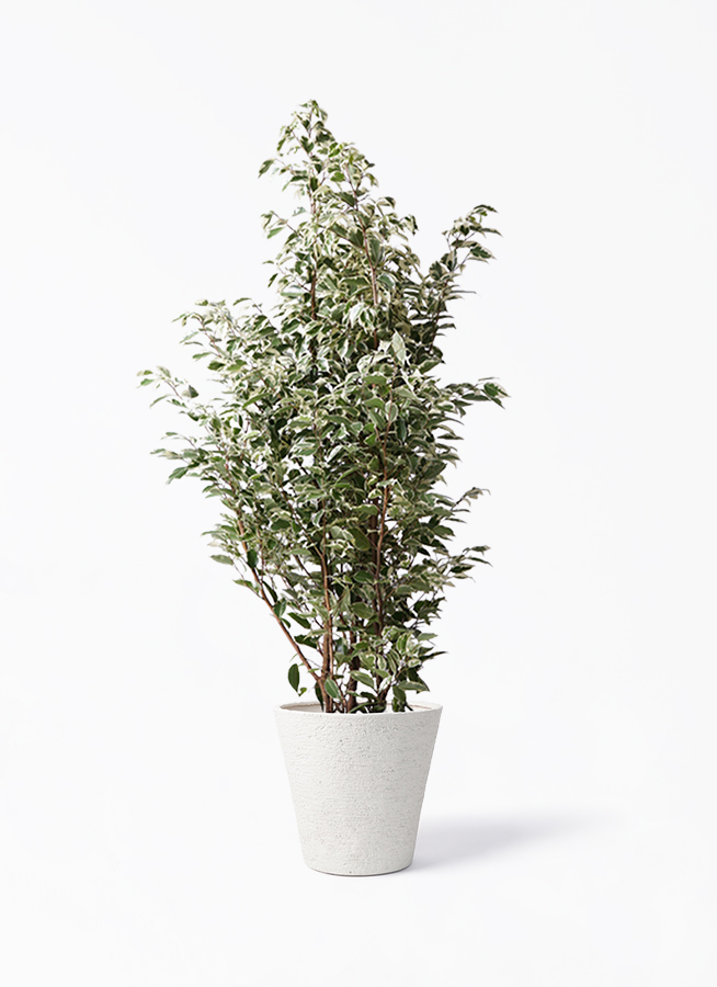 ficus-benjamina-614_1.jpg?