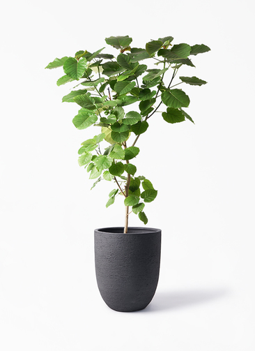 ficus-umbellata-526_1.jpg?