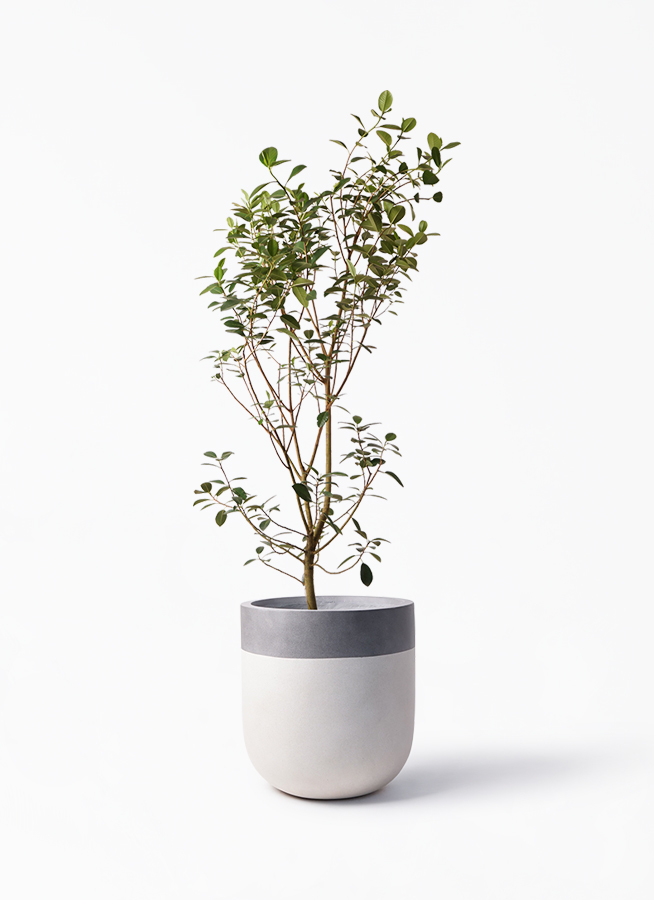 国内外の人気集結 フランスゴム フィカス 10号 観葉植物 大型 インテリア 住まい 日用品 その他 Juanpabloecheverri Com