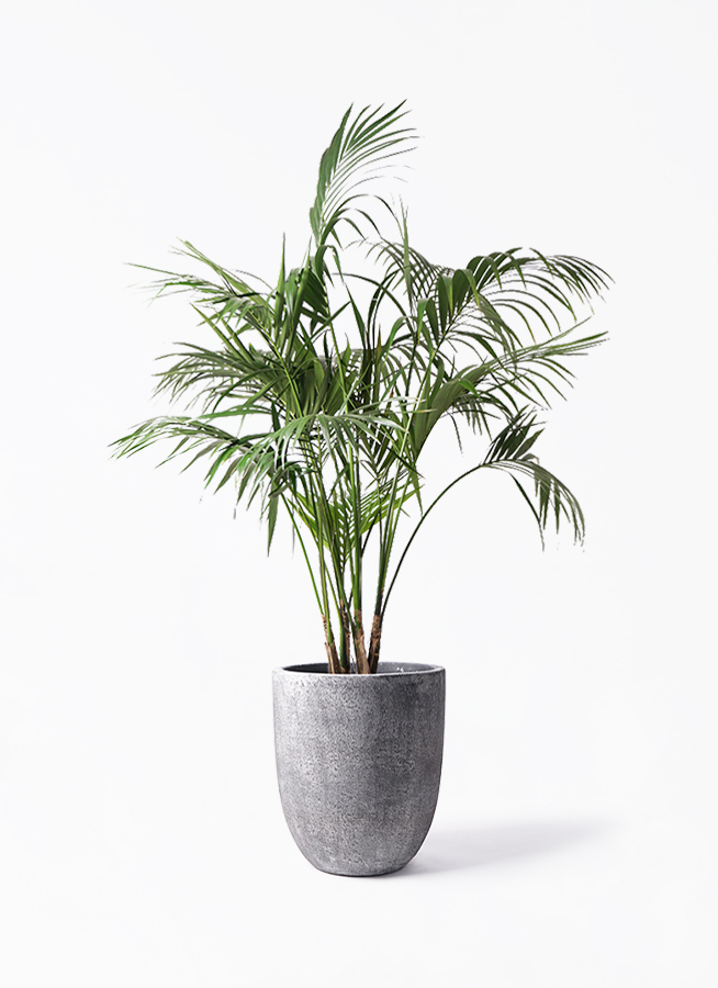 howea-forsteriana-215_1.jpg?