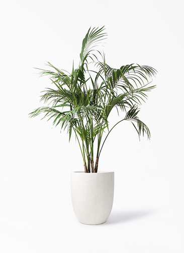 howea-forsteriana-214_1.jpg?