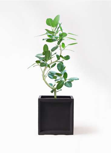 観葉植物 フィカス ベンガレンシス 8号 曲り ブリティッシュキューブ