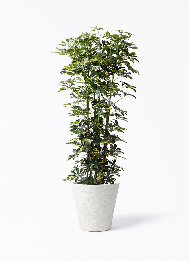 観葉植物 シェフレラ（カポック） 10号 斑入り ビアスソリッド