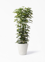 kapok-468_1.jpg?1608769997