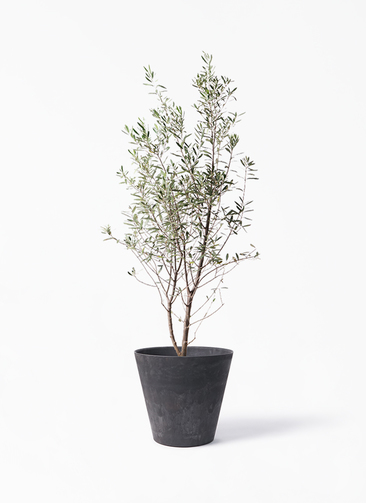 開花中✨ オリーブ チプレッシーノ Lサイズ 観葉植物 calm cafe olive-37_001.jpg?1699658280