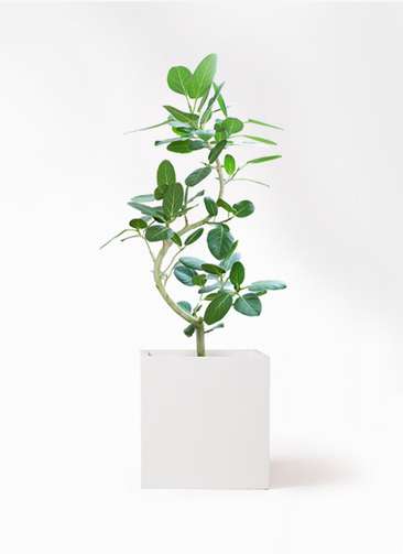 観葉植物 フィカス ベンガレンシス 8号 曲り バスク キューブ 付き