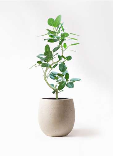 観葉植物 フィカス ベンガレンシス 8号 曲り テラニアス バルーン