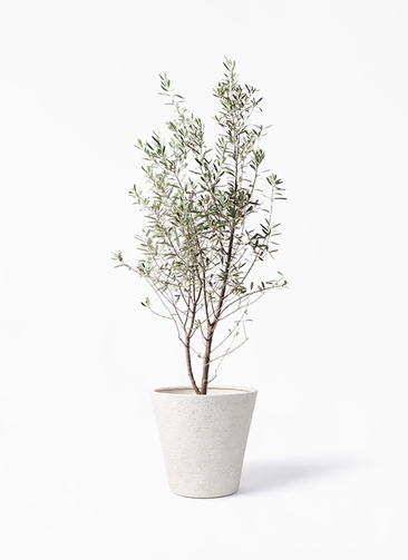 観葉植物 オリーブの木 10号 チプレッシーノ ビアスソリッド