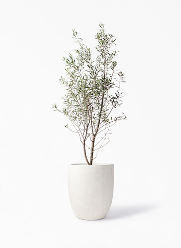 オリーブの木　コラチナ　盆栽風　8号　約50cm　NO.749　人気　現品掲載 観葉植物 オリーブの木 8号 コラティーナ (コラチナ) ラスターポット