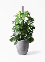 観葉植物 モンステラ 10号 木柱 エステリ ブラック 付き | 観葉植物