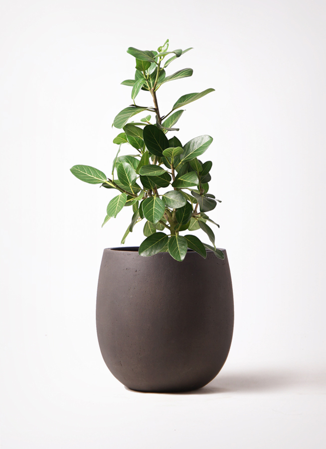 フィカス ベンガレンシス 7号 | 観葉植物 | 送料無料でお届け