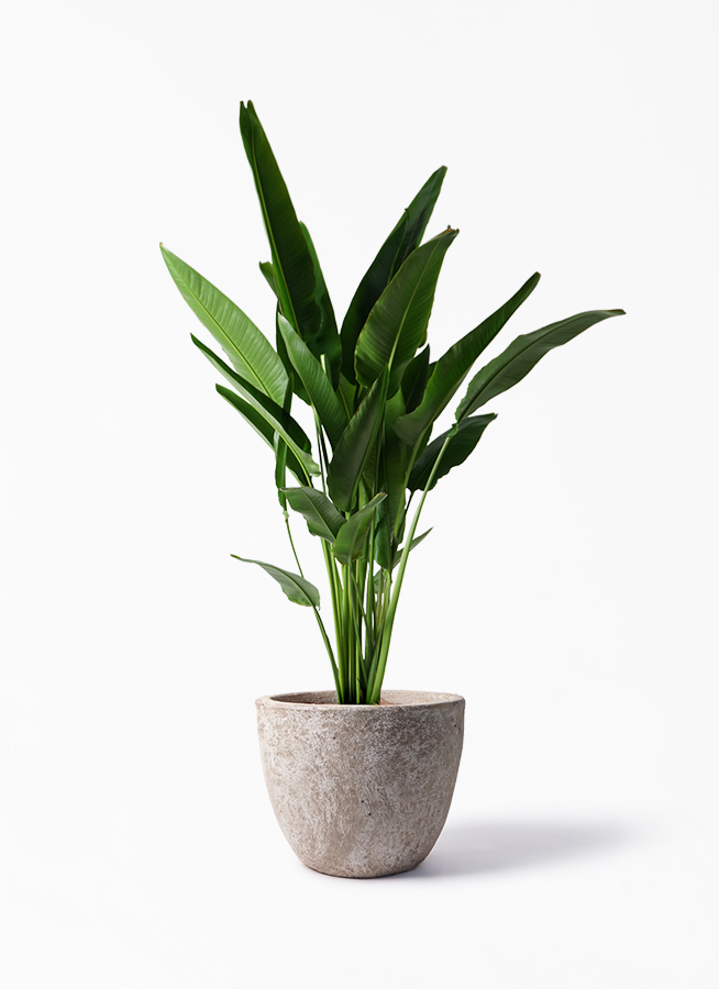 観葉植物 旅人の木 10号 アビスソニア ラウンド 付き 観葉植物ならhitohana ひとはな