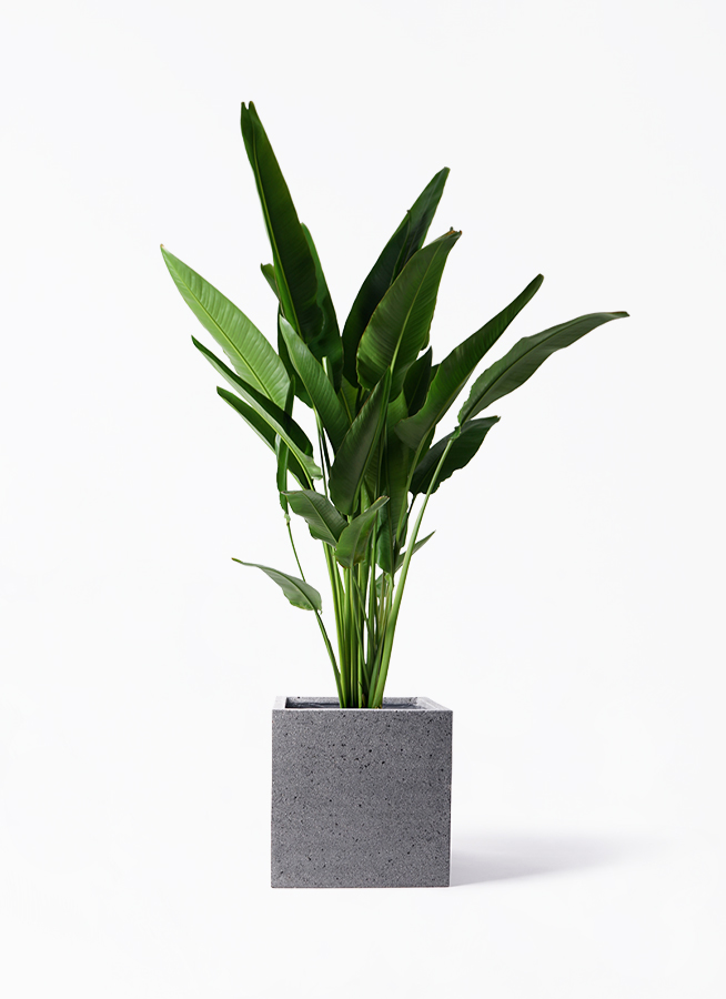 【てるてる坊主 様】専用ページ 旅人の木 旅人の木 | Fleur D'Alice