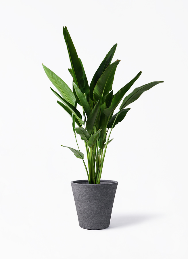 ravenala-madagascariensis-