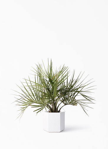 観葉植物 ココスヤシ (ヤタイヤシ) 10号 コーテス ヘックス ホワイト