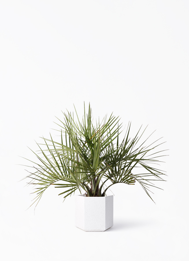 観葉植物 ココスヤシ (ヤタイヤシ) 10号 コーテス ヘックス ホワイト