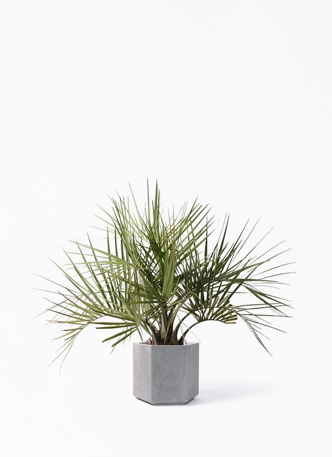 観葉植物 ココスヤシ (ヤタイヤシ) 10号 コーテス ヘックス 灰 付き