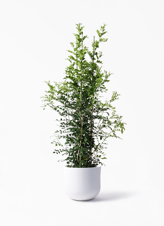 観葉植物 シルクジャスミン げっきつ 10号 アユラニ ライレイ 付き 観葉植物ならhitohana ひとはな