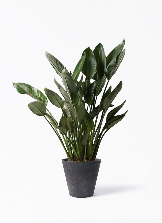 観葉植物 ストレリチア レギネ 10号 アートストーン ラウンド ブラック