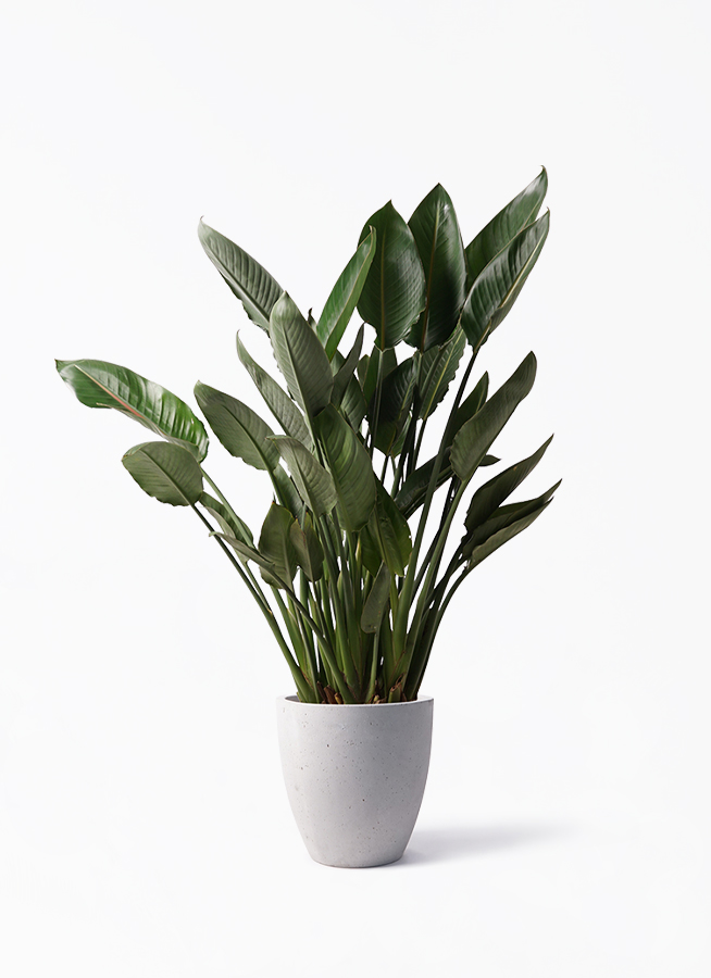 ストレリチア 大型 | 観葉植物通販HitoHana(ひとはな)