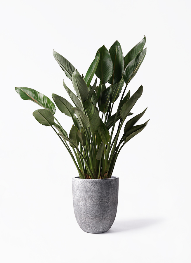 ストレチア レギネ 10号 | 観葉植物 | インテリアやギフトに