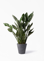 strelitzia-reginae-97_1.jpg?