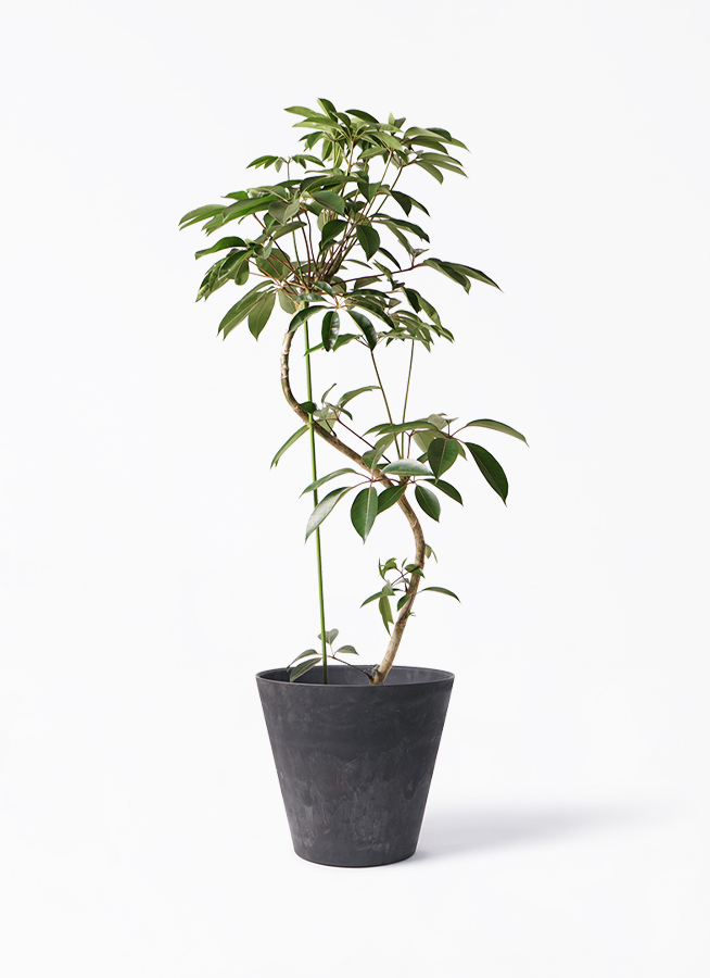観葉植物 ツピダンサス 10号 曲り アートストーン ラウンド ブラック