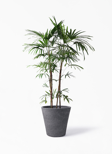 観葉植物 シュロチク（棕櫚竹） 10号 ビアスソリッド ブラック 付き