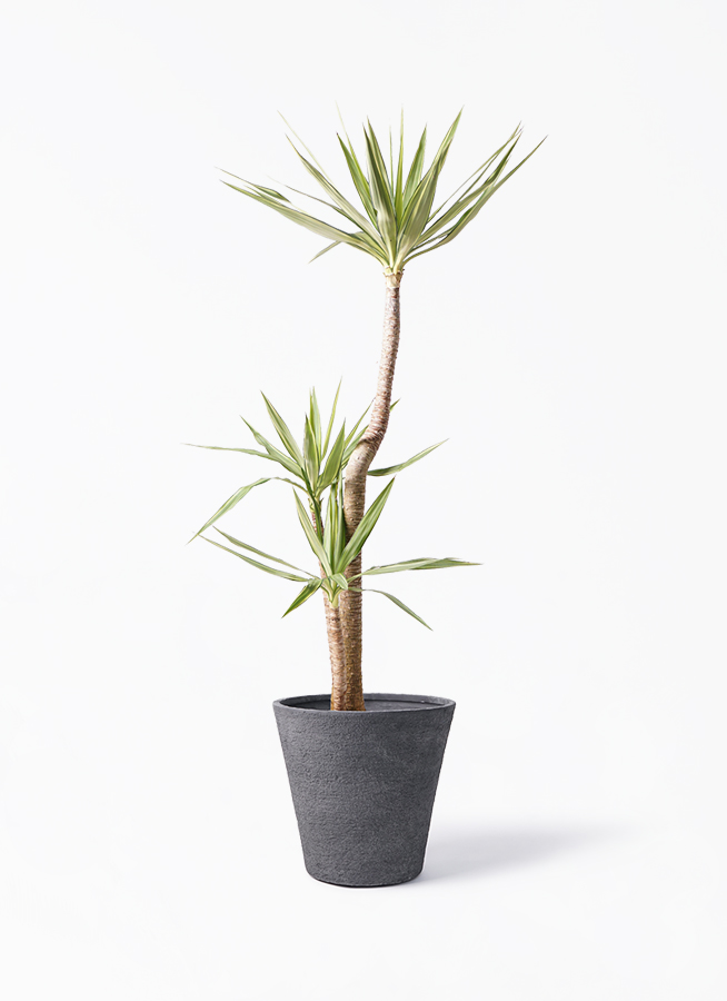観葉植物 ユッカ 10号 斑入り ビアスソリッド ブラック 付き | 観葉
