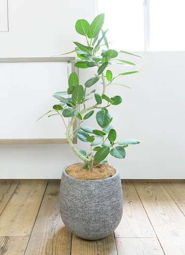 【お値下本日まで】フィカス ベンガレンシス 140cm 8号 鉢カバー付き 観葉植物 フィカス ベンガレンシス（8号鉢）｜HanaPrime（ハナ