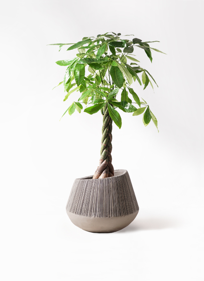 観葉植物 パキラ 8号 ねじり エディラウンド グレイ 付き | 観葉植物