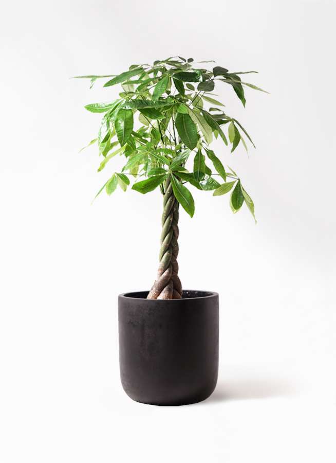 観葉植物 パキラ 8号 ねじり エルバ 黒 付き 観葉植物ならhitohana ひとはな