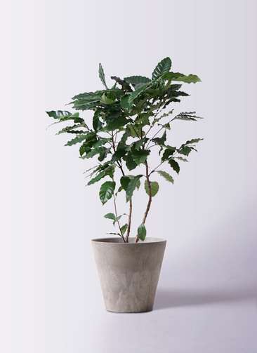 観葉植物 コーヒーの木 8号 アートストーン ラウンド グレー 付き