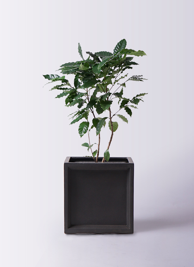 観葉植物 コーヒーの木 8号 ブリティッシュキューブ 付き | 観葉植物
