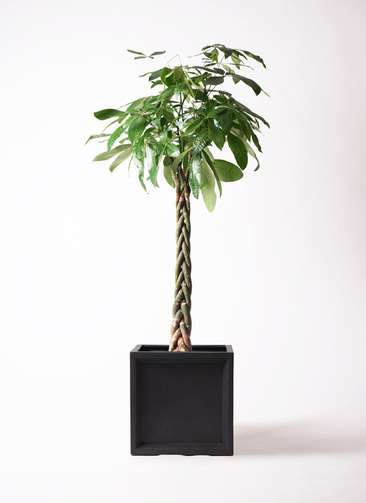 観葉植物 パキラ 10号 ねじり ブリティッシュキューブ 付き | 観葉植物