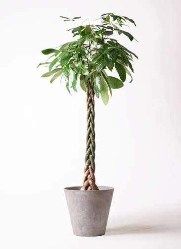 パキラ♪ 観葉植物 パキラ 10号 ねじり ファイバークレイGray 付き | 観葉