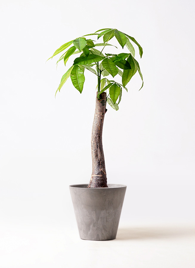 観葉植物 パキラ 8号 朴 アートストーン ラウンド グレー 付き | 観葉